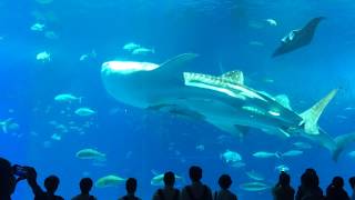 美ら海水族館 エイの給餌解説 宙返りして食べる Great Manta Feeding