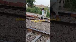 Desi Dog action against Owner of a pet dog , Fight on railway track Funny dogs.