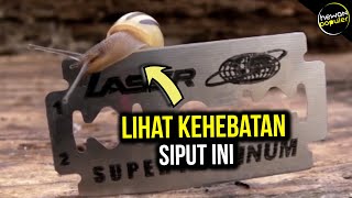 Sulit Dipercaya Siput ini Nekat Melewati Benda Tajam, Inilah yang Terjadi..