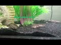 bichirs watching me bichir bichirfish eel eels fish fishtank aquarium aquariumfish