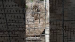 温い春★⑨ホワイトライオン・白獅子・セラムくん●White_Lion・・・沖縄こどもの国・Okinawa Zoo \u0026 Museum(20220415)