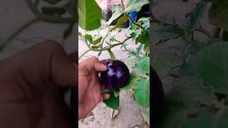 Black brinjal plant Farming step by step 🍆💜 #123kishan #kishan #voiceeffects #kisan #fouryoupage