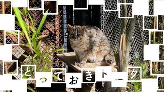 とっておきトーク：井の頭のツシマヤマネコ