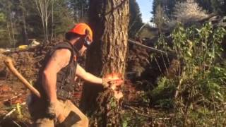 Felling a tree, using "Back cut first" on hard leaner