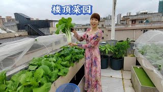 三妹家楼顶菜园四季蔬果满园，有机肥种植，绿色蔬菜