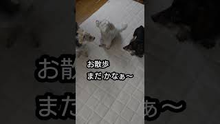 散歩の誘い方が可愛い犬 ヨークシャーテリアとトイプードルのミックス犬 ミニチュアダックスフンド達  #shorts