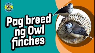 Shorts: Pag breed ng Owl finches