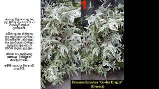 Ornamental plant විසිතුරු ශාක Dracaena Golden Dragon  මේ වැනි විසිතුරු ශාක දැන ගැනිමට ඔබත් කැමති ද