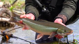 Dolly Varden On Topwater