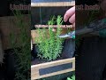 How to easily grow unlimited rosemary #shorts