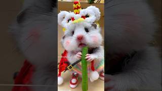 可愛的小倉鼠吃著豆菜豆。インゲン豆を食べるかわいいハムスターCute hamster eating kidney beans#萌寵 #倉鼠