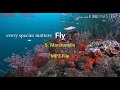 Fly by Marshmello MP3 File