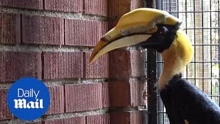 Great hornbill gets new beak after losing previous one to cancer