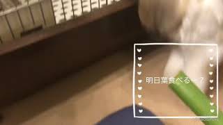 うさぎカフェ うさぎとふれあえる空間Ruru　生牧草に夢中…♪