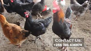 Ensonga Lwaki Okulunda Enkoko Ennansi Kukola Amagoba Maangi Ddala #localpoultry #chicken #poultry