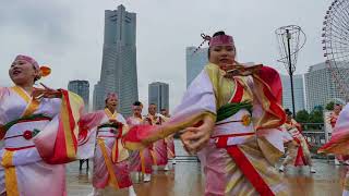 鳴子艶舞会（2017横浜よさこい）