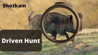 Driven hunt for wild boar - Wild boar hunting - Hunting 2022