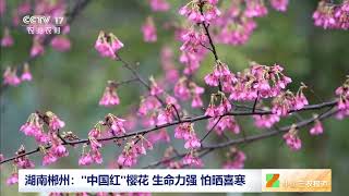 [中国三农报道]湖南郴州：小樱花当起茶产业“卫士”|农业致富经 Agriculture And Farming