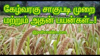 கேழ்வரகு சாகுபடி - விவசாயம் பயில்வோம்