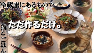 【料理動画♯25】猫とごはん。冷蔵庫にあるもので適当定食。【プルコギ】【猫動画】