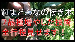 【みかん農家60年】みかんの接ぎ木の方法　【高級紅まどんな】