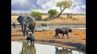 Epic Elephant Chase: Defending His Waterhole, Watch as Elephant Asserts Dominance over Buffalo