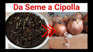 Come Coltivare le Cipolle da Seme | Da Inizio alla Fine #semina  #cipolla