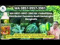 wa 0857 9957 3981 rukoku distributor pemanis buah semangka bengkalis