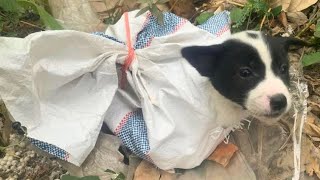 The small dog was tied up and abandoned next to a trash dump