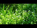 peaceful music relaxing music nature meditation music