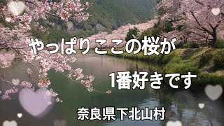 奈良県下北山村　桜舞い散る🌸1番好きな場所です