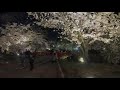 弘前さくらまつり2021 満開の夜桜 弘前公園内・外濠の夜桜をお楽しみください hirosaki night cherry blossom sakura