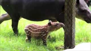 Baird's tapir calf at Franklin Park Zoo!