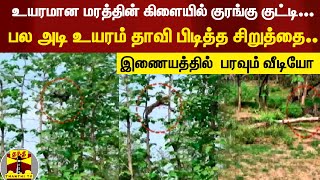 உயரமான மரத்தின் கிளையில் குரங்கு குட்டி... | பல அடி உயரம் தாவி பிடித்த சிறுத்தை..