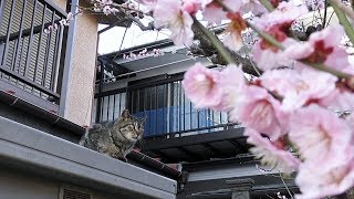 【地域猫】花見を楽しむ粋な団子隊員を武闘派は軟弱者と思っているようです。【魚くれくれ野良猫製作委員会】