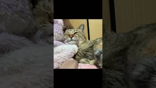 野良猫も愛情を込めればここまで甘えてくるようになります #shorts