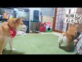 【犬猫アテレコ】ついに遊ぶ？！不仲な柴犬とコーギーを猫が実況