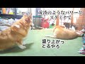 【犬猫アテレコ】ついに遊ぶ？！不仲な柴犬とコーギーを猫が実況