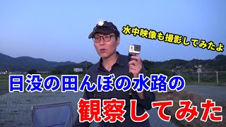 【生き物観察】日没の田んぼの水路の生き物を観察してみた