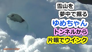 雪山を夢中で掘るゆめちゃん💗トンネルから片目でウインク【王子動物園】