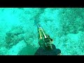 Spearfishing Selayar - 09 panah monster grouper 41 lbs