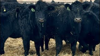 Bilben Farms - Black Angus X Bred Heifers (Airdrie, AB)