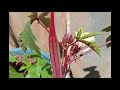 சிவப்பு வெண்டைக்காய் விதை முதல் அறுவடை வரை red lady finger seeds to harvest tamil