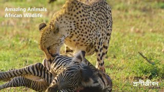 আশ্চর্যজনক আফ্রিকান প্রাণী (Amazing African Animals) বন্যপ্রাণী তথ্যচিত্র (ন্যাশনাল জিওগ্রাফিক)