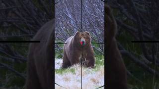 Bear Hunting Ours Orso دب