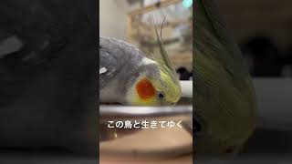 この鳥と生きてゆく2 I'll live with this bird. #オカメインコ #cockatiel #cockatiel