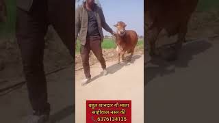 👍👍20kg बहुत अच्छी गौमाता लेकर आए हैं साहीवाल शुद्ध #viral और सब्सक्राइब करें लाइक करे #sharma