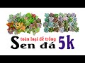 MUỐN ĐẸP RẺ LẠI DỄ TRỒNG THÌ CỨ MUA SEN ĐÁ VỈ ĐÀ LẠT LOẠI NÀY