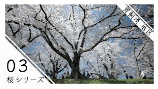 【映像取材部】「桜、満開」“背割堤”　2021年桜シリーズ③