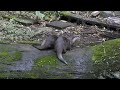 小爪水獺 擁抱。下班 taipei zoo oriental small clawed otter 2022 5 5 1653